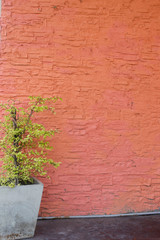Red walls with potted plants