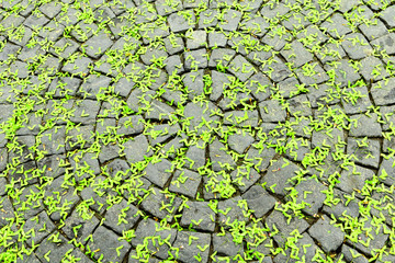 Old granite pavement covered with green sycamore wings. Spring.
