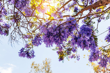 Jacaranda Tree in San Diego, California