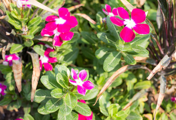 Pink flowers bloom at dawn