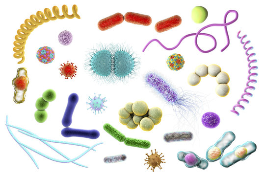 Microbes, 3D illustration. Bacteria of different shapes and viruses. Staphylococci, Streptococci, Neisseria, Treponema, rod-shaped, Escherichia coli, Corynebacterium, Fusobacterium and other