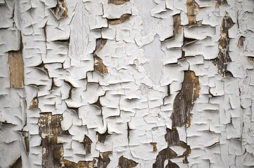 texture of white shabby paint