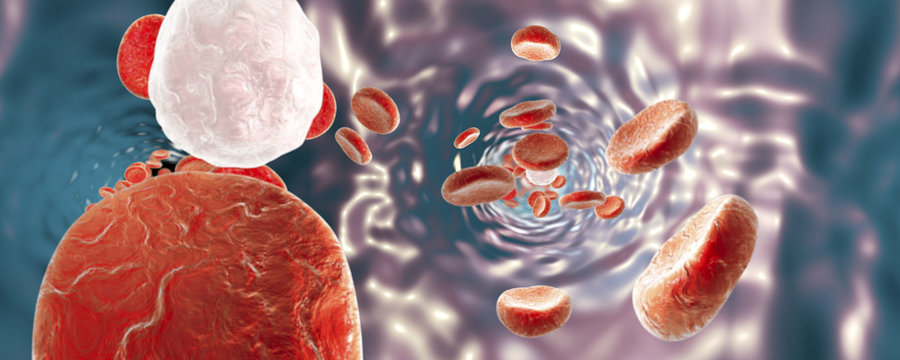 Panorama 360 degree view inside blood vessel, red blood cells and white blood cells, background with red blood cells, medical background, circulatory system, cardiovascular system. 3D illustration