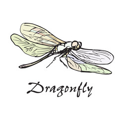 Hand drawn with ink pen dragonfly. Isolated on white background