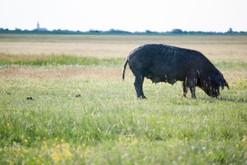 Fototapeta na wymiar Pigs on the field near Rusanda resort