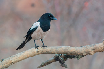 Eurasian magpie (Pica pica)