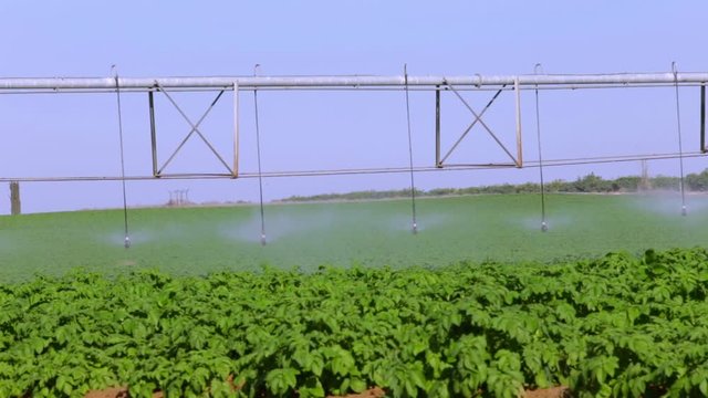 Sprinklers in the field