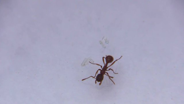 ant on white background