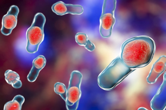 3D illustration of Clostridium difficile bacteria. Bacteria which cause pseudomembraneous colitis and are associated with nosocomial antibiotic resistance