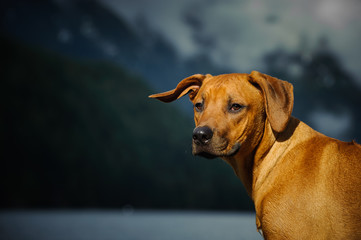 Young Rhodesian Ridgeback dog playful in front of mountain lake and foggy clouds