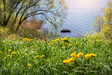 Весенние цветы Spring flowers