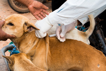 veterinary surgeon is giving the vaccine to the dog