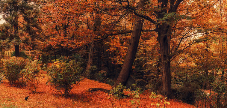 Fototapeta Осенний лес. Лесные тропы в осеннем лесу