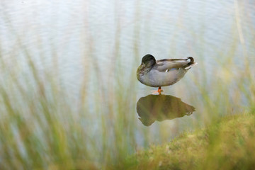 Gadwall (Anas strepera)