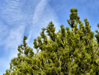 Obraz premium Pine tree clouds and sky closeup