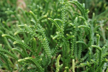 Springstone Village Ladies plant