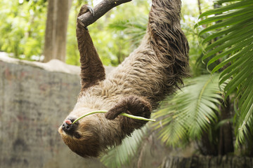 Young Hoffmann's two-toed sloth eating lentils