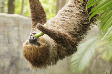 two-toed sloth eating cucumber © kungverylucky