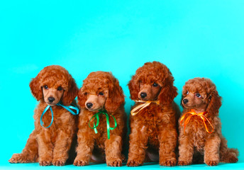 Four cute red puppy. Many dogs sitting. Poodle in multi-colored bows. Beautiful puppies on a...