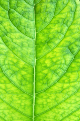 Obraz na płótnie Canvas Texture of a green leaf as background