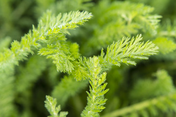 yarrow leaves in detail