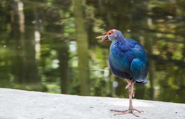 Purple Swamphen Bird in garden
