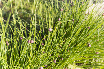 chive flowers with buds in the garden