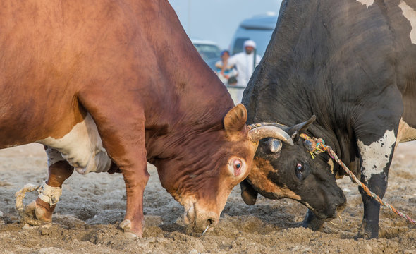 bulls fighting in Fujairah, UAE