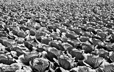 Fototapety  Field with cabbage as black-white photo background.