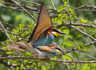 European bee-eater, Merops apiaster