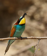 European bee-eater, Merops apiaster