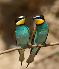 European bee-eater, Merops apiaster