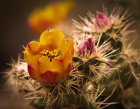 cactus flower with desert pollen blooming orange and yellow against dangerous spines