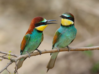 European bee-eater, Merops apiaster