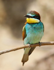 European bee-eater, Merops apiaster