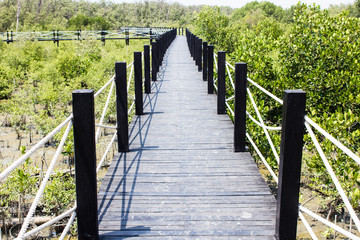 Bride trail in the mangrove forest