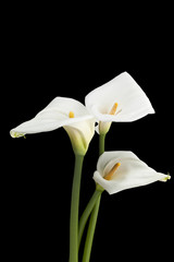 white lilies against dark background.
