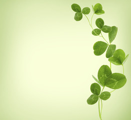 Clover leaves on green background