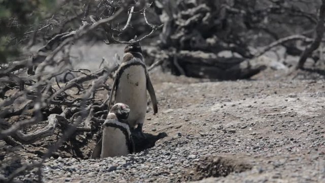 Two Magellanic penguin resting in windy condition at Punta Tombo, Argentina