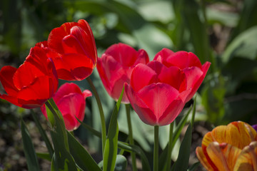 Red and Yellow Tulips