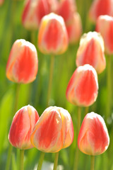 Beautiful, pink tulips in the sunny day - obrazy, fototapety, plakaty