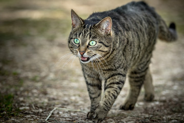 Wild cat with open mouth walking on a path