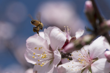 Bee-Biene Honig