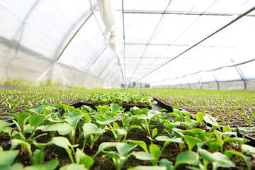 Young cabbage seedlings growing  in a large greenhouse.