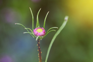 This is photo of Flower vintage blur and little noise.