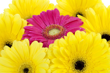 pink flower surrounded by yellow flowers.