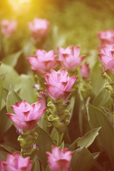 Obraz premium This is photo of Flower vintage blur and little noise.