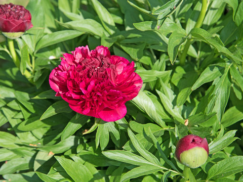 Pfingstrosen, Paeonia, Paeoniaceae
