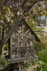 Small Insect Hotel in Front of Blooming Cherry Tree (Prunus)