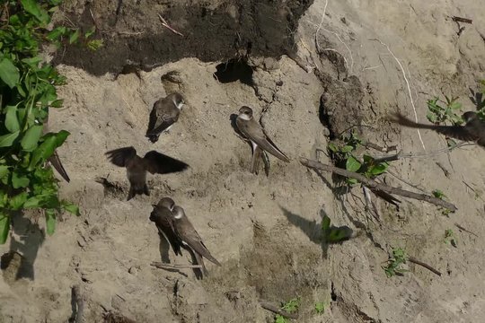 swifts flying around their nests/swifts flying around their nests
